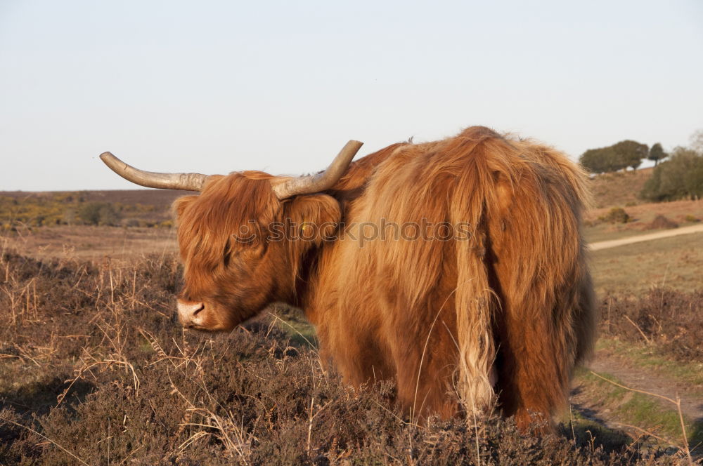 Scottish Highland Cattle from Usedom