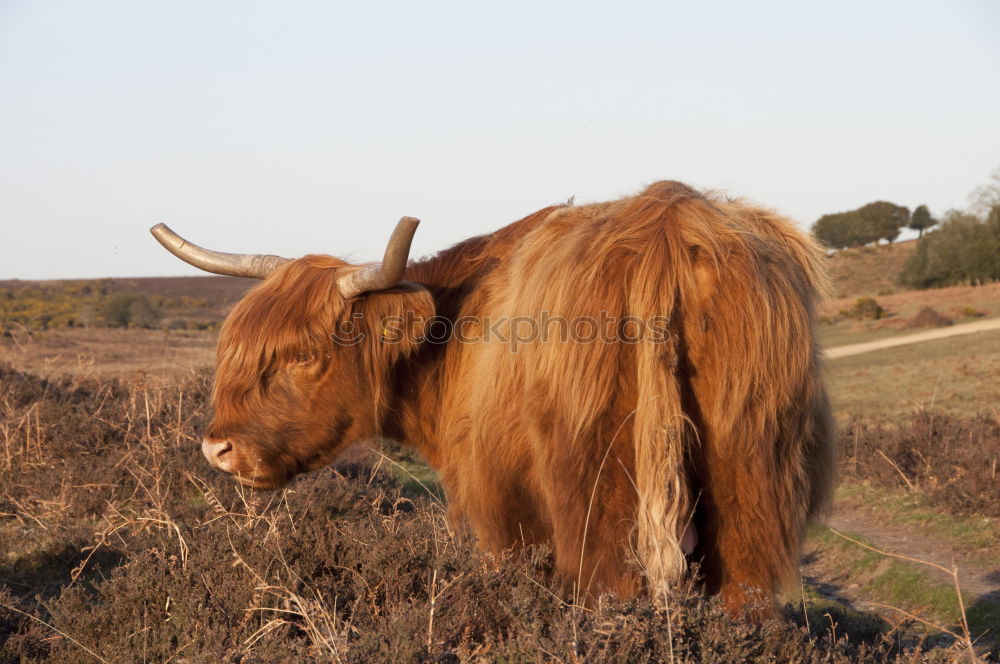 Similar – Scottish Highland Cattle from Usedom