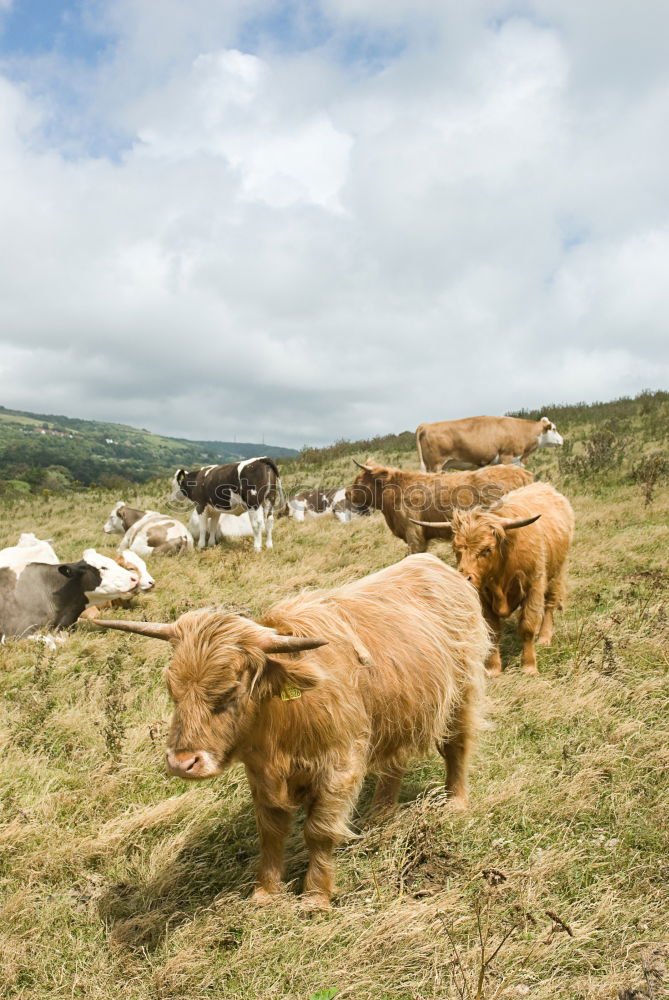 Cattle pasturing on green land