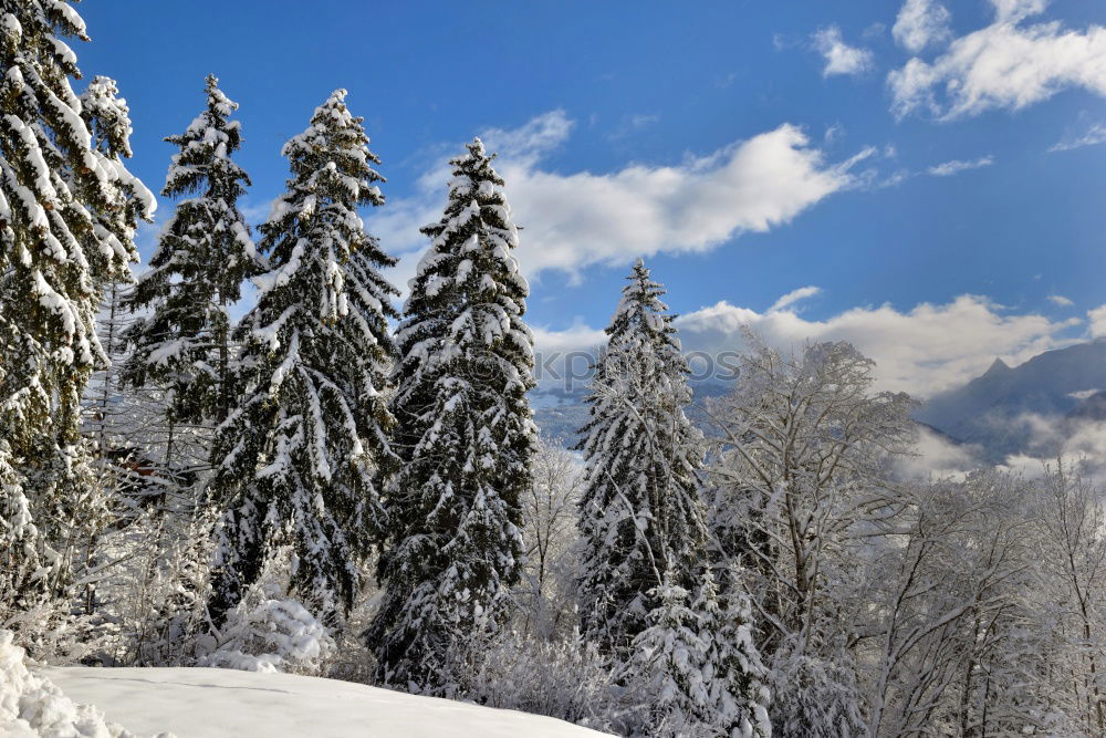 Similar – winter magic Fence Winter