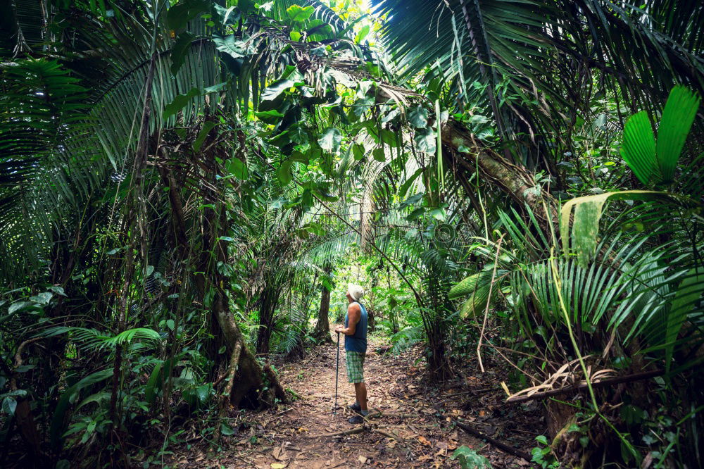 Similar – Image, Stock Photo Amazon. Tropical Rainforest. Jungle Landscape. Amazon Yasuni National Park, Ecuador. South America.