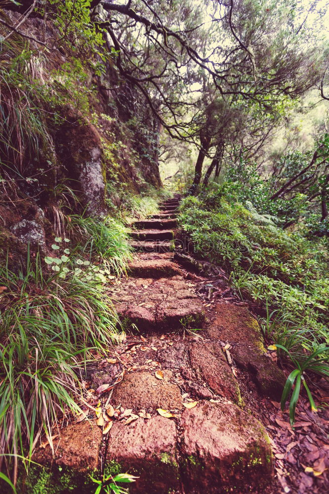 Similar – Image, Stock Photo Who Let The Dogs Out | Running Up That Hill