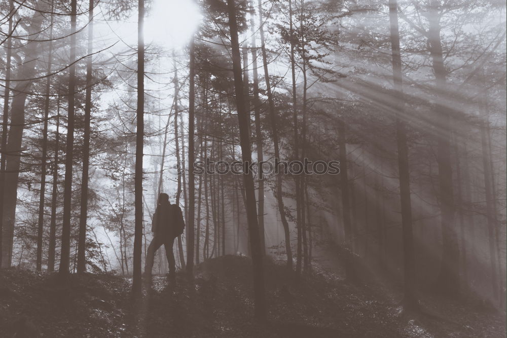 Image, Stock Photo Tourist standing in snowy forest