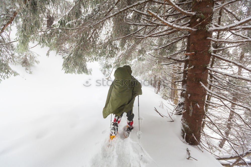 Similar – Image, Stock Photo Romping in the snow