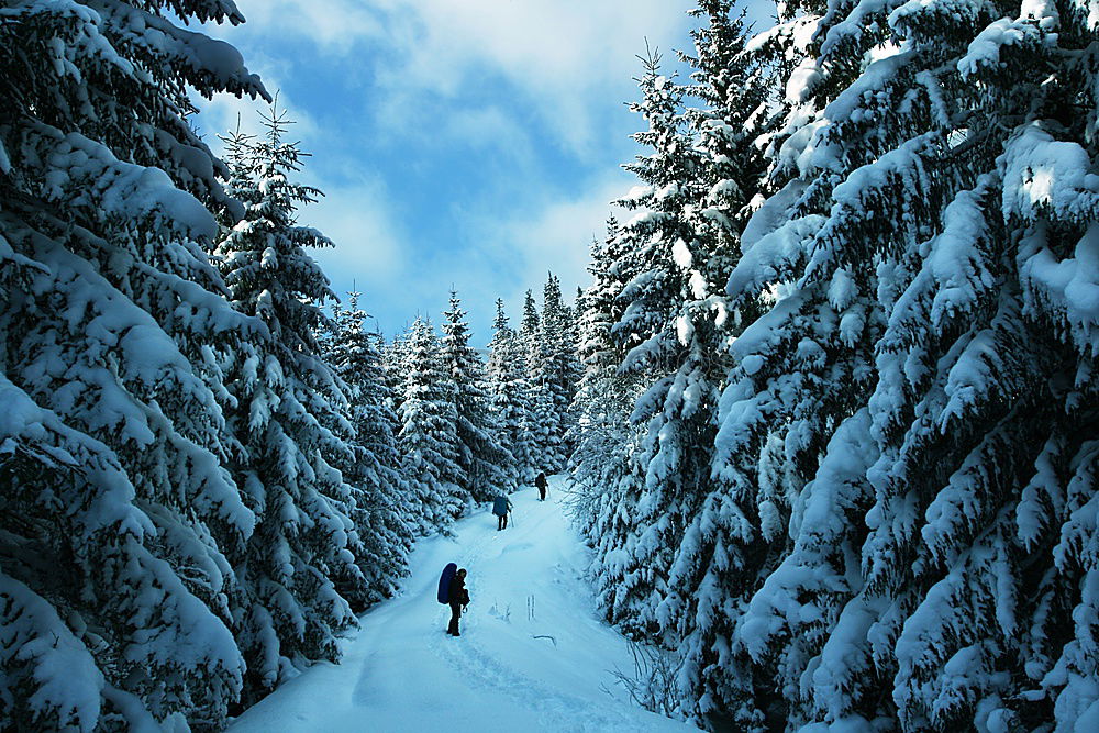 Similar – WINTER Winter Baum Licht