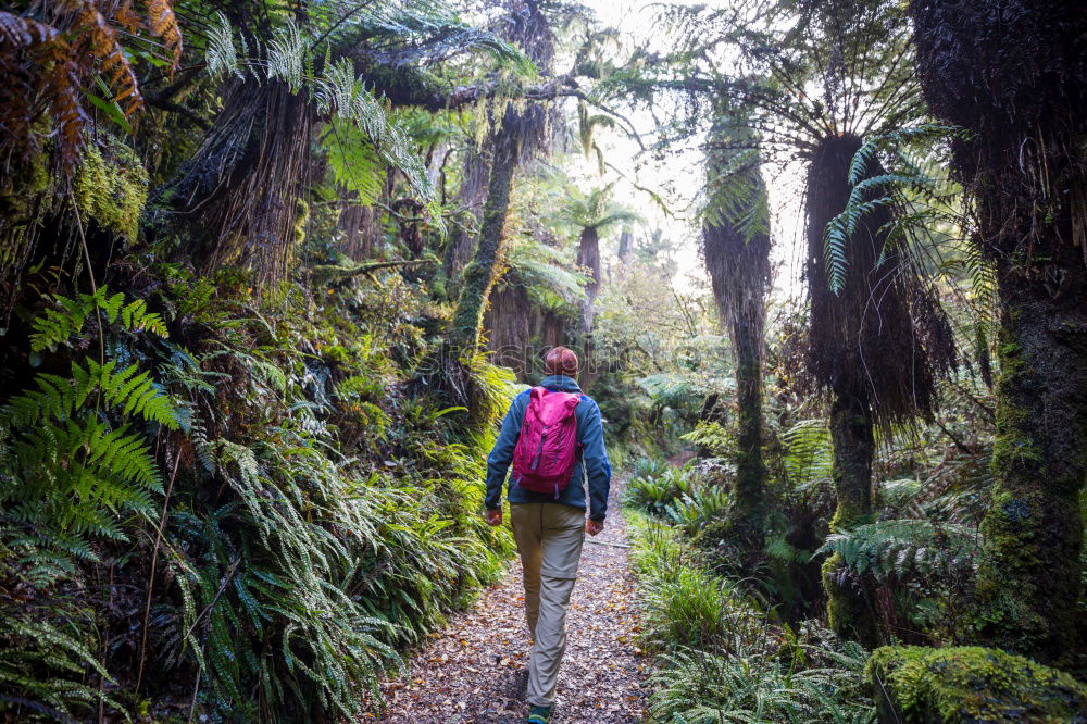 Similar – Image, Stock Photo Man among huge trees and sunlight