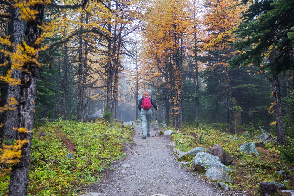 Similar – Image, Stock Photo Pretty woman in forest