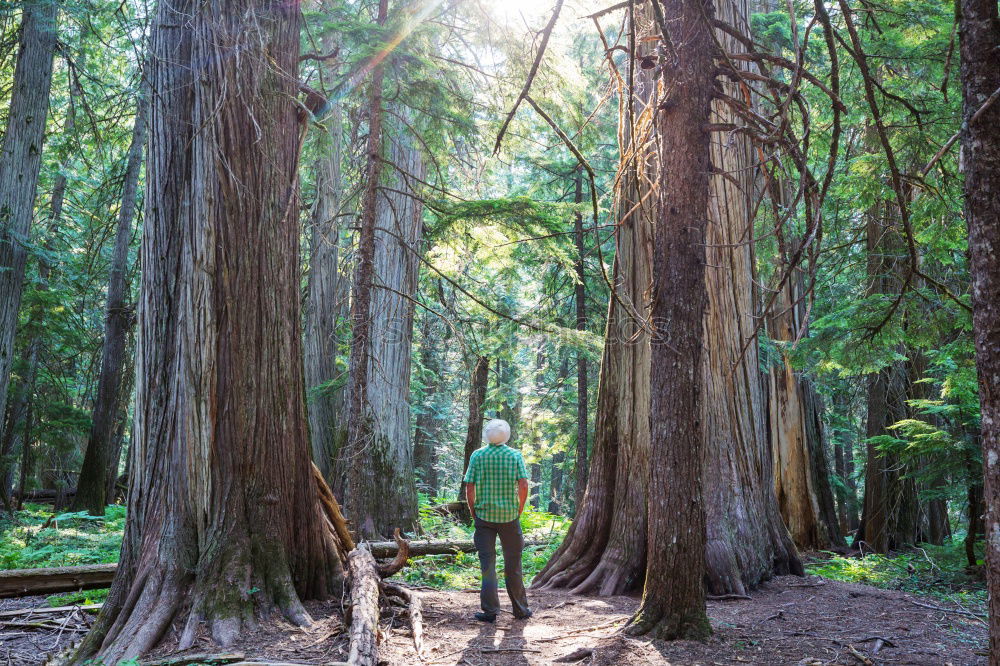 Similar – Image, Stock Photo Man among huge trees and sunlight