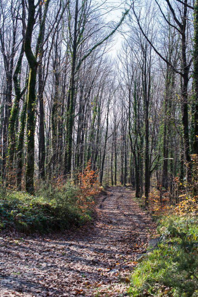 Similar – Foto Bild Gegenwind Wald Laubwald