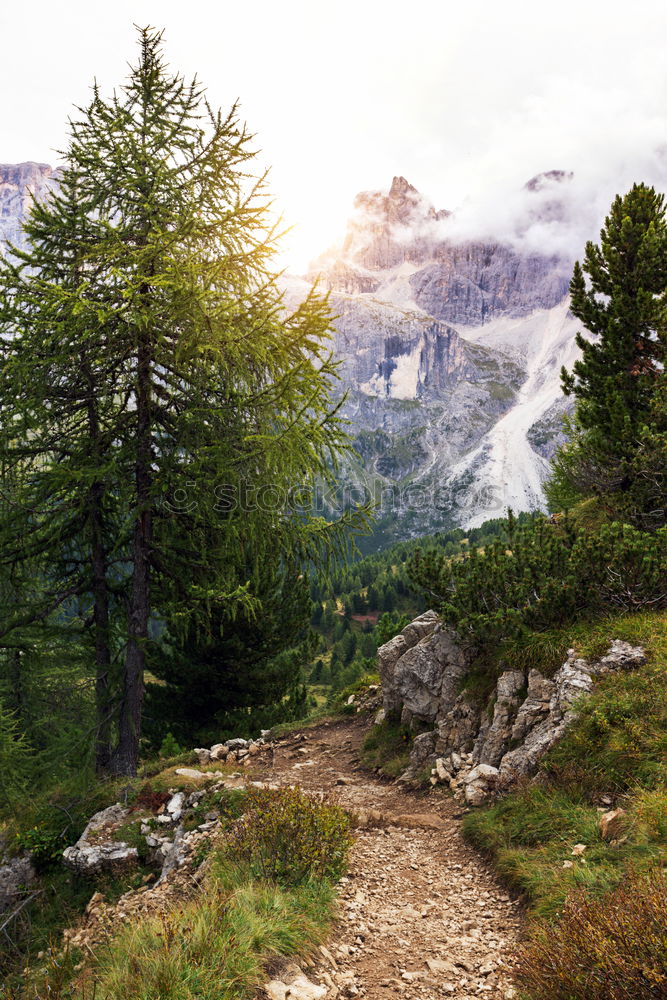 Image, Stock Photo Dolomites Forest White