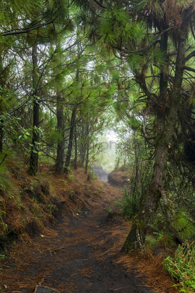Similar – Image, Stock Photo Path in green woods Forest