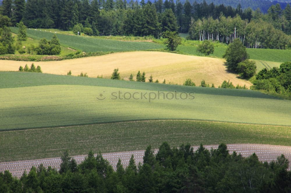 Similar – Natural spotted carpet