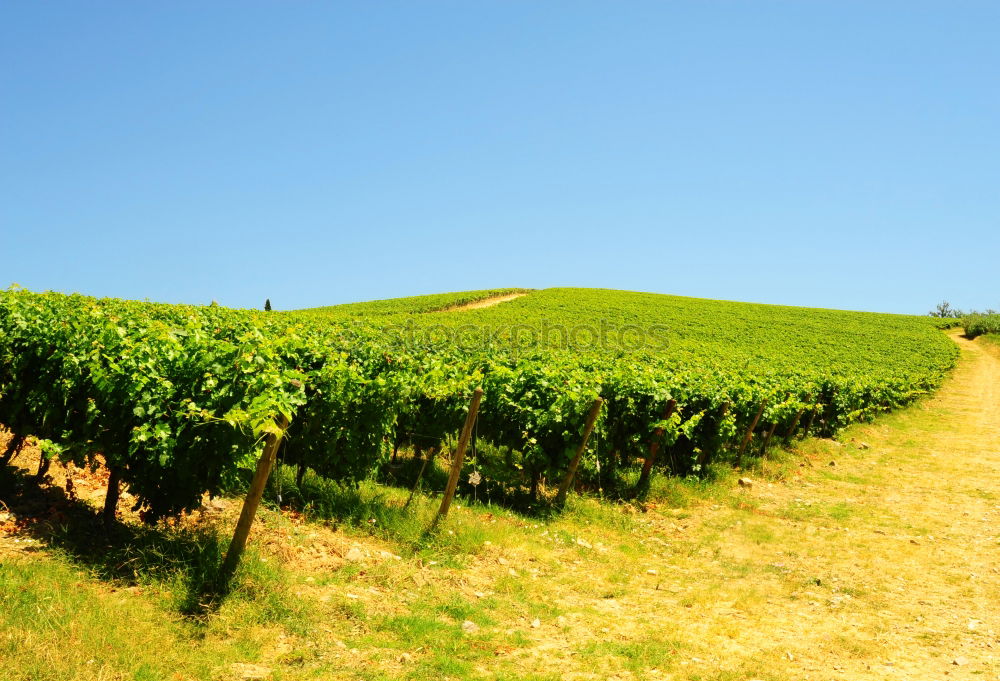 Similar – Image, Stock Photo Palatinate vineyards