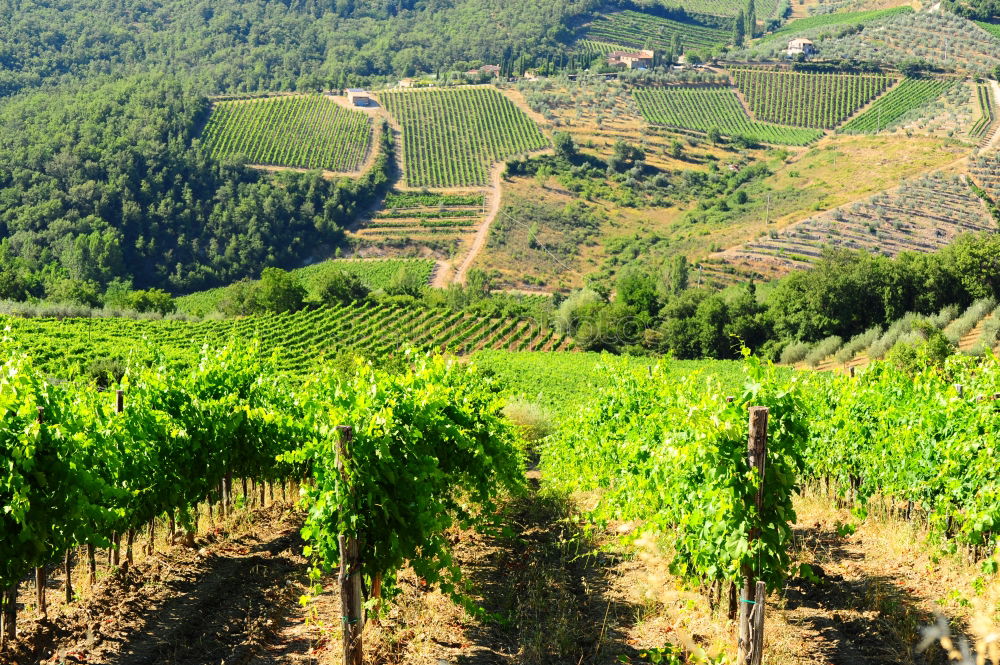 Similar – Image, Stock Photo Viticulture in the Douro Valley