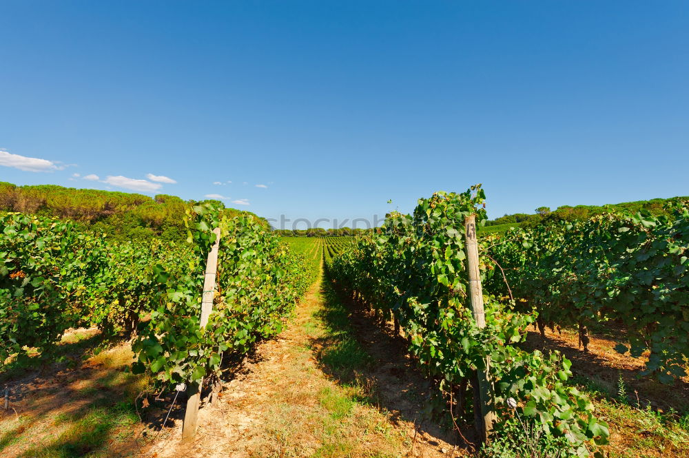 Similar – Image, Stock Photo Palatinate vineyards