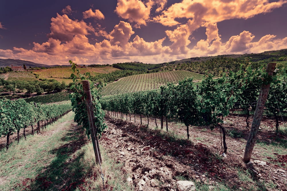 Similar – Châteauneuf-du-Pape Summer