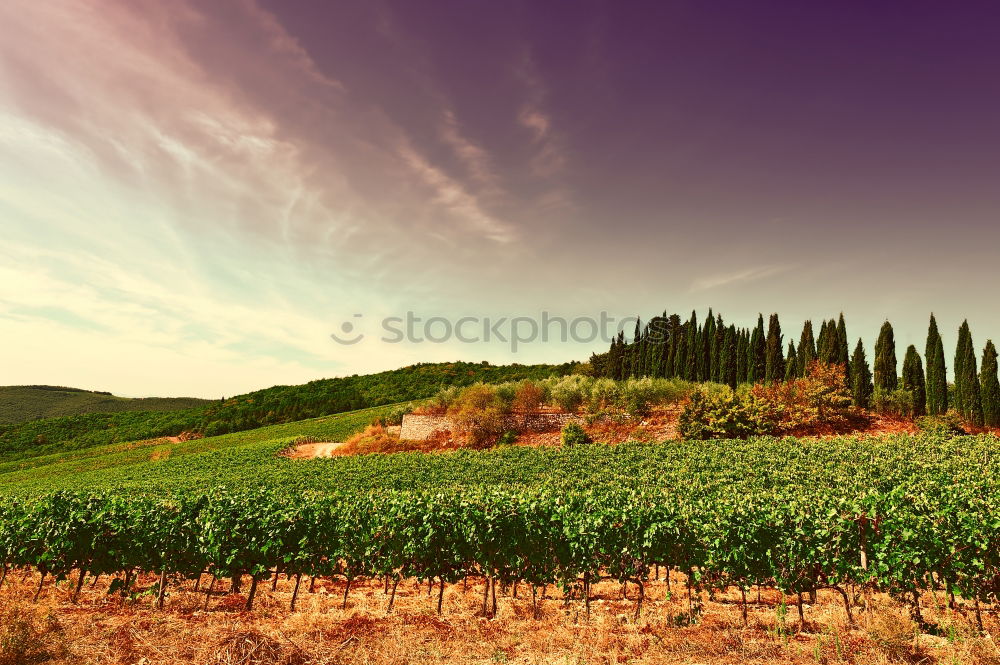 Similar – Image, Stock Photo avenue Landscape Yellow