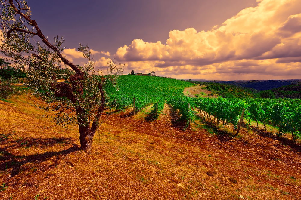 Similar – Image, Stock Photo the House of Cypresses