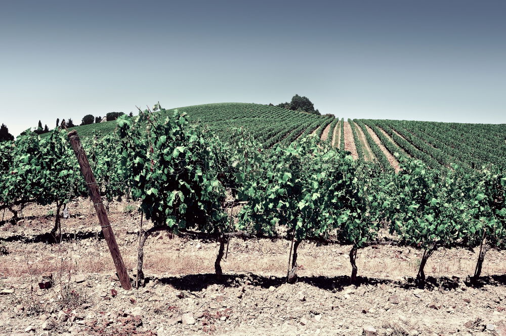 Châteauneuf-du-Pape Summer