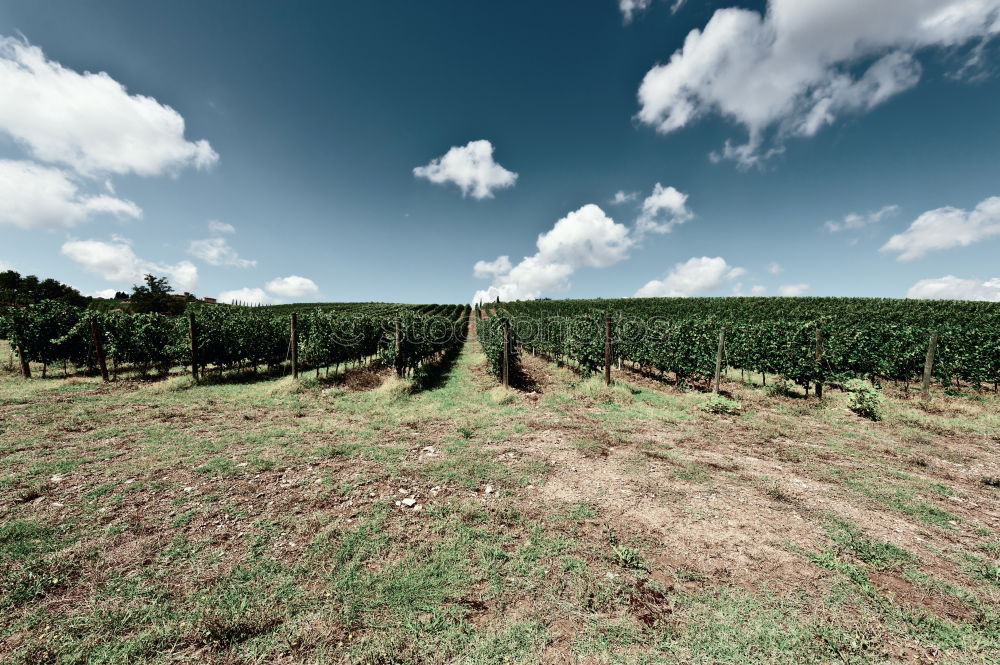 Similar – Image, Stock Photo Palatinate vineyards