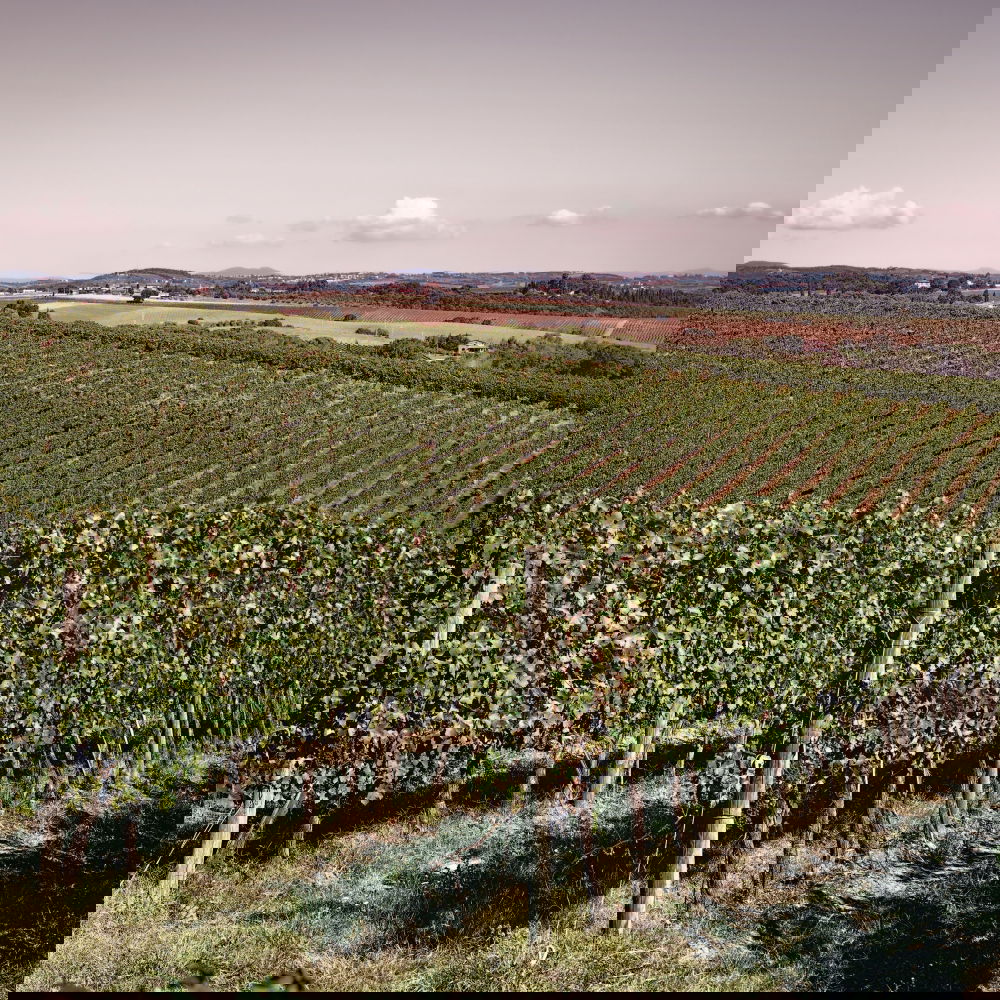 Similar – Image, Stock Photo Alpine Vineyards Spring