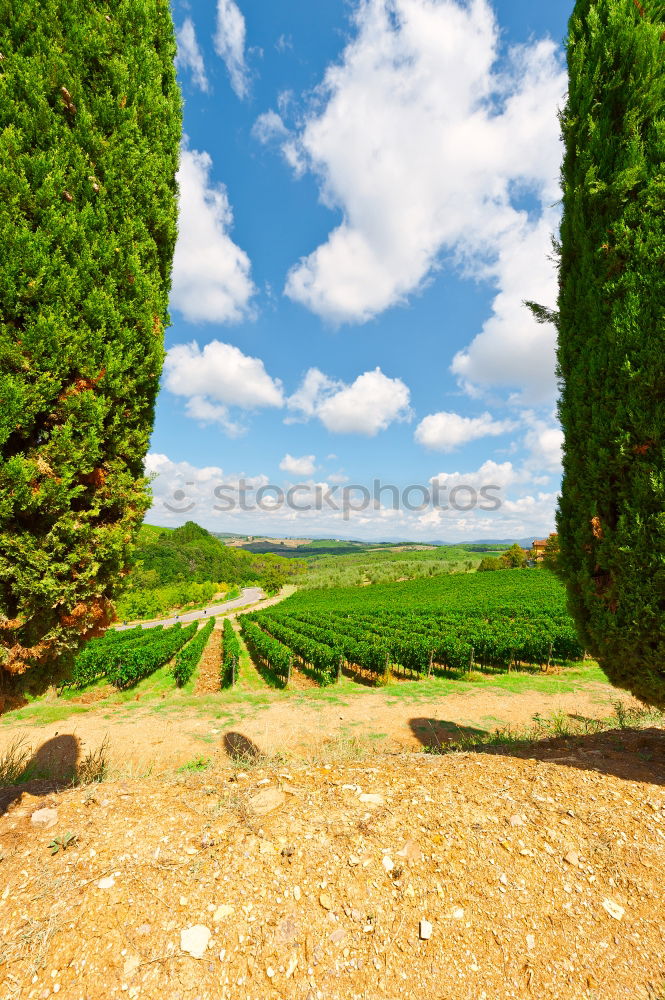 Similar – Image, Stock Photo A basket of strawberries