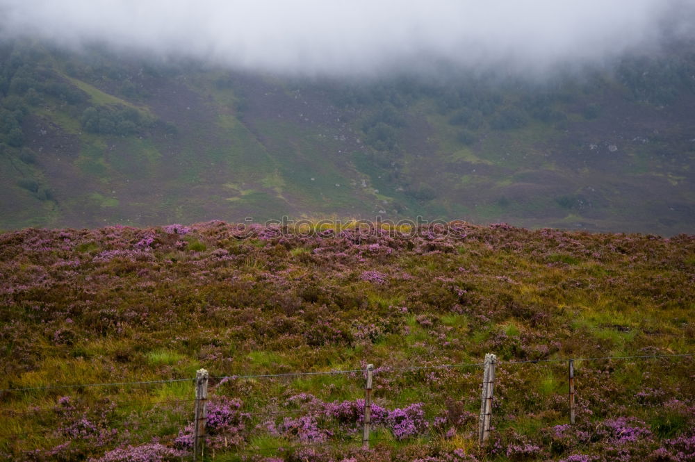 Late summer in Scotland