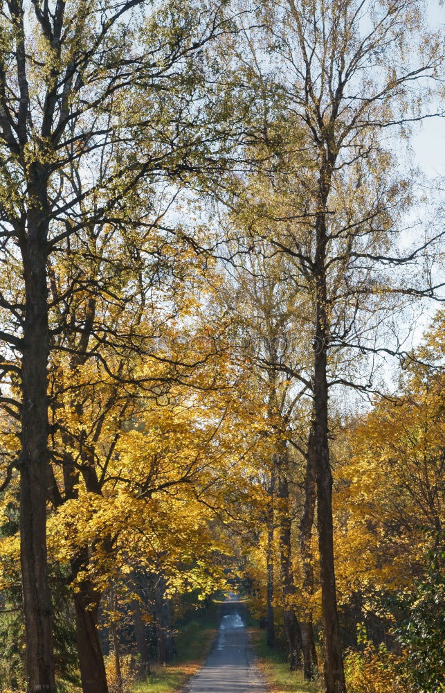 Similar – Image, Stock Photo Street in autumn Autumn