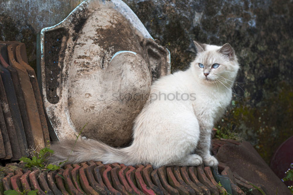 Similar – Foto Bild Auf dem Trockenen sitzen III