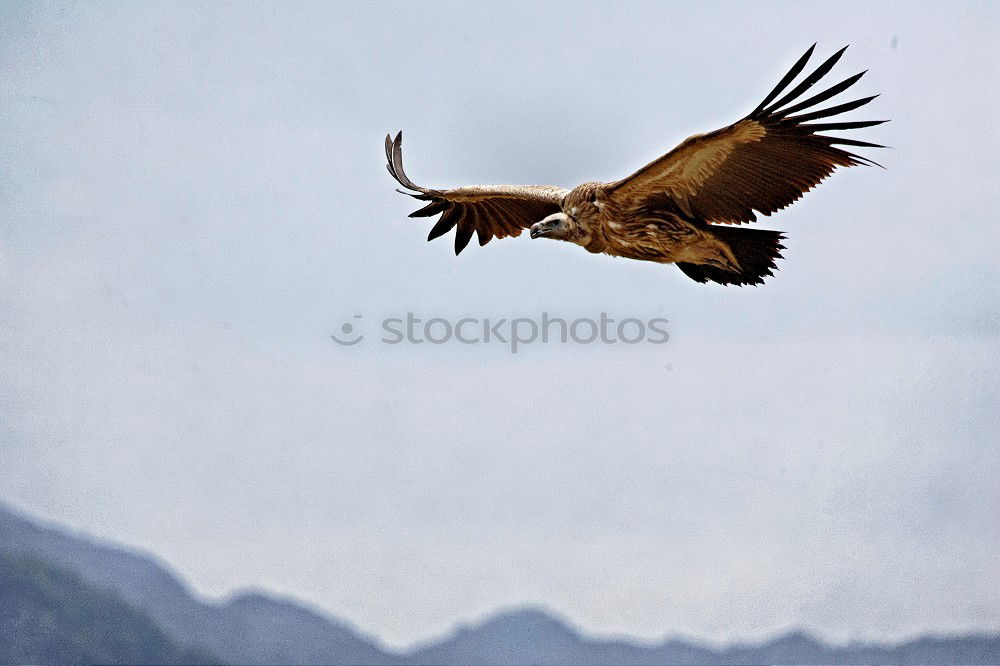 Similar – Image, Stock Photo Black bird Crow