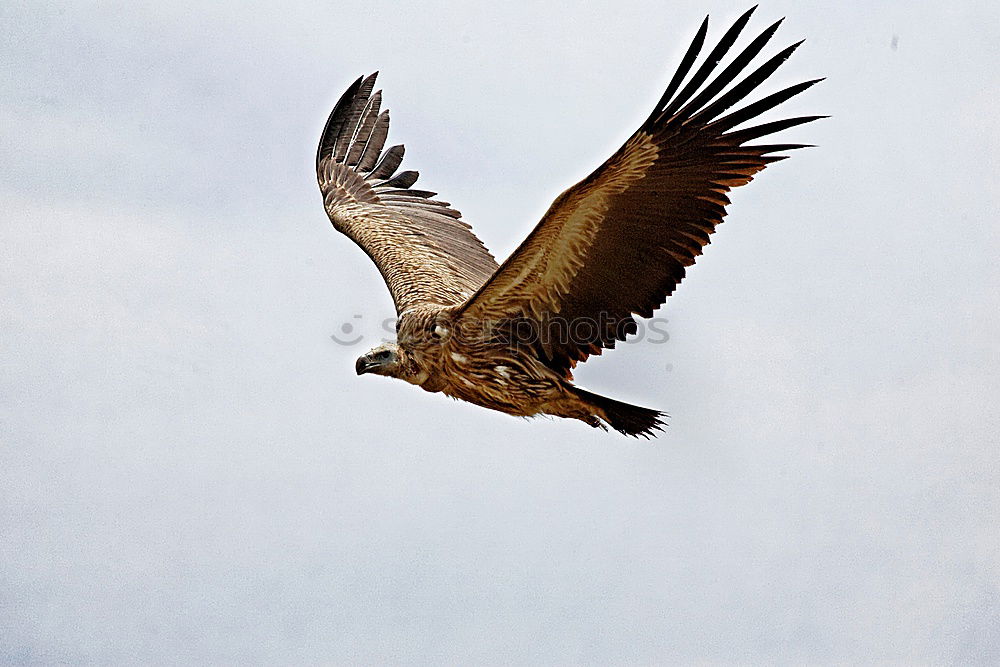 Similar – Awesome bird of prey in flight with the sky of background