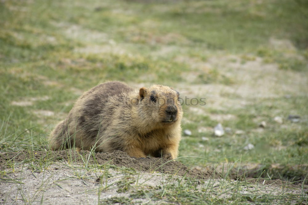 Similar – Image, Stock Photo pig Environment Nature