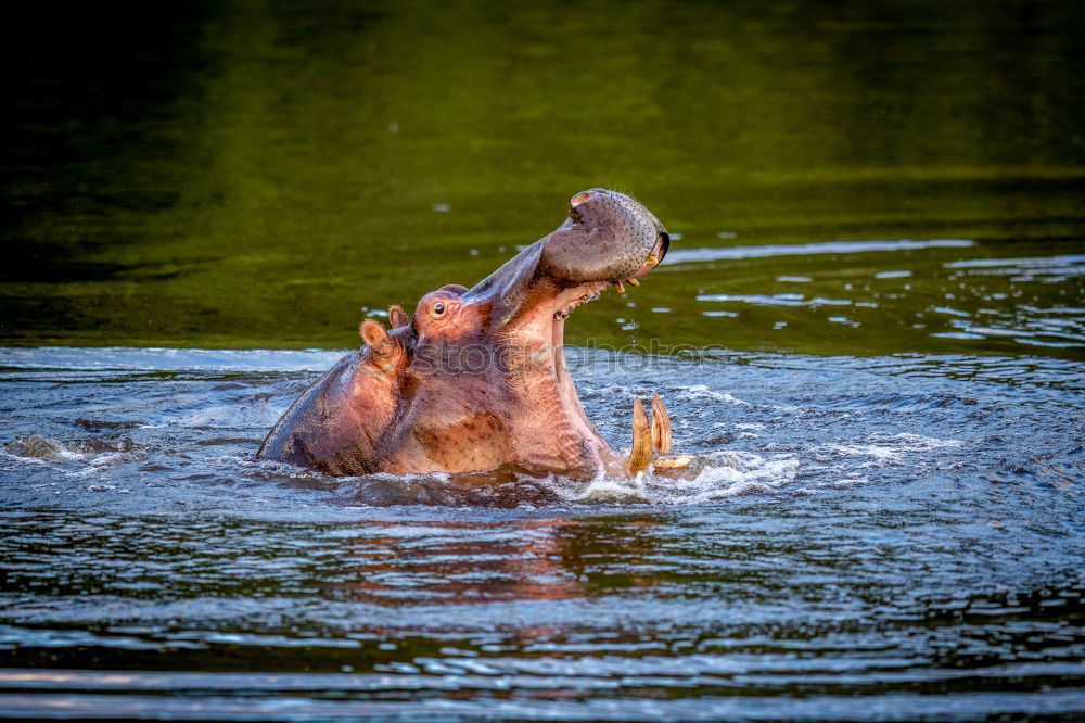 Similar – Image, Stock Photo Couple of hippos swim and play in water