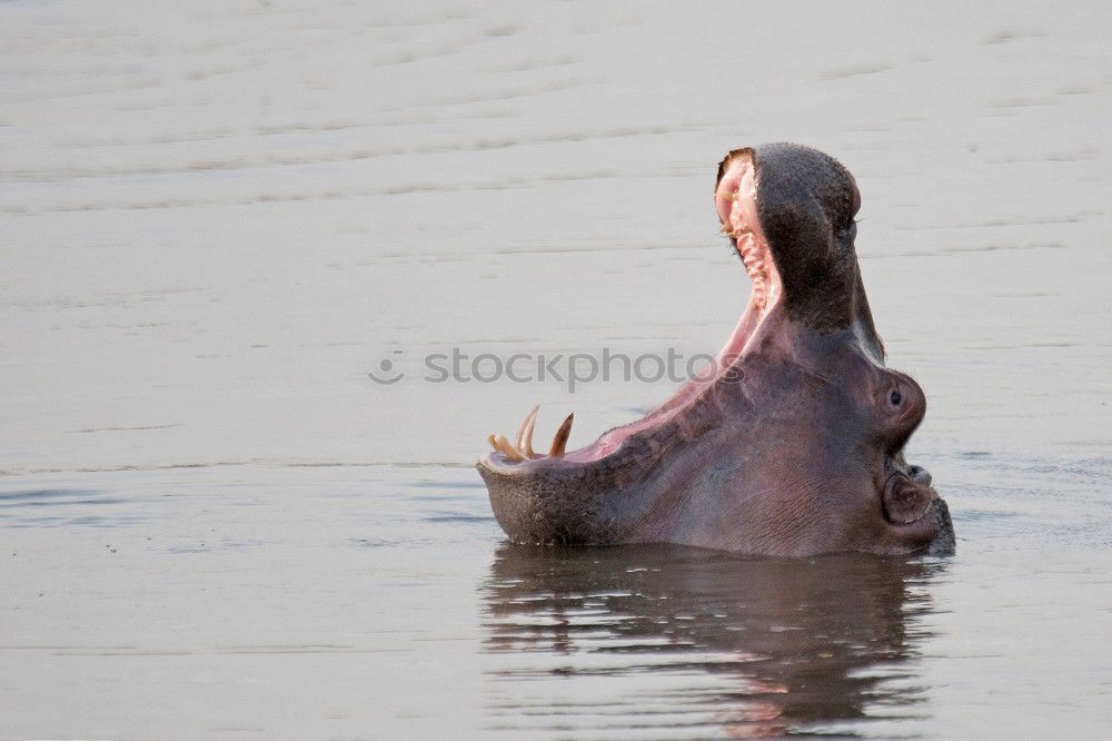 Similar – superlarge mouth Seals