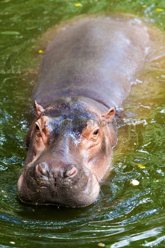 Similar – Foto Bild Hippo im Moos Umwelt Natur