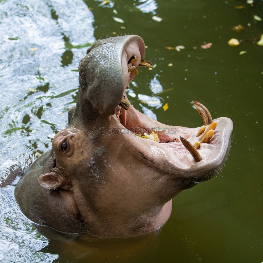 Similar – Image, Stock Photo Couple of hippos swim and play in water