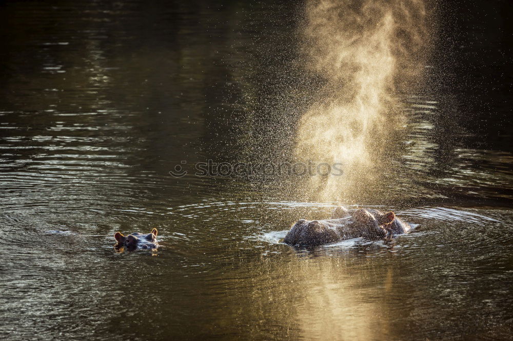 Similar – Dogs Summer Bath Well Wet