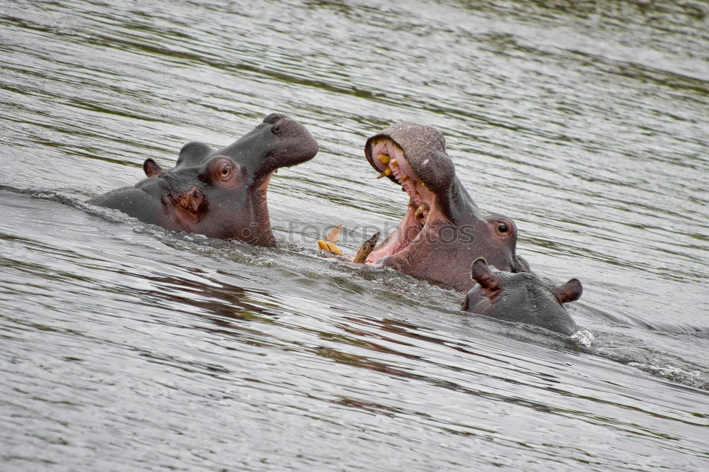 Image, Stock Photo Couple of hippos swim and play in water