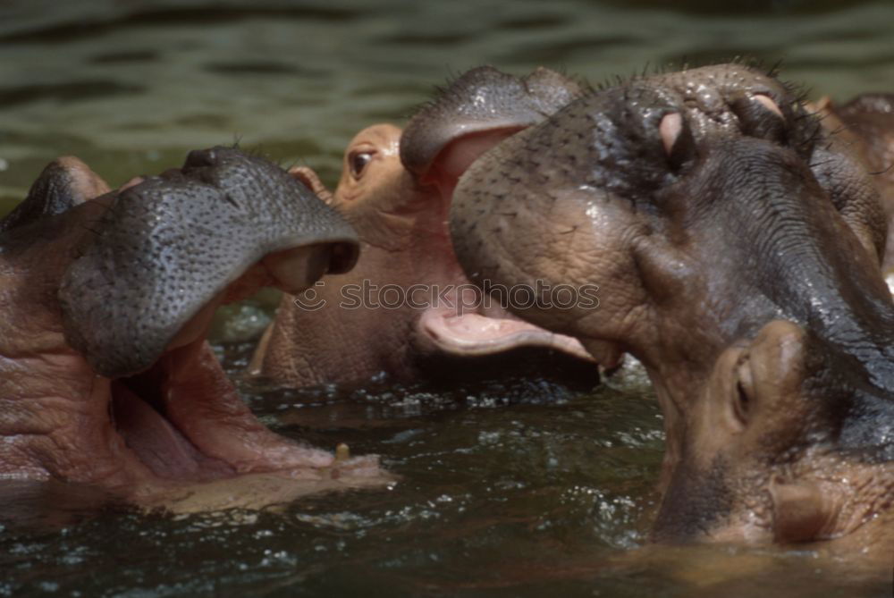 Similar – Image, Stock Photo Couple of hippos swim and play in water