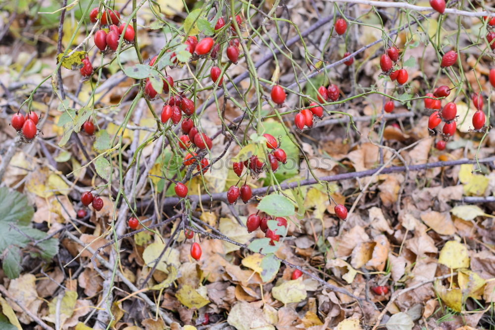 Similar – Image, Stock Photo always green Nature Plant