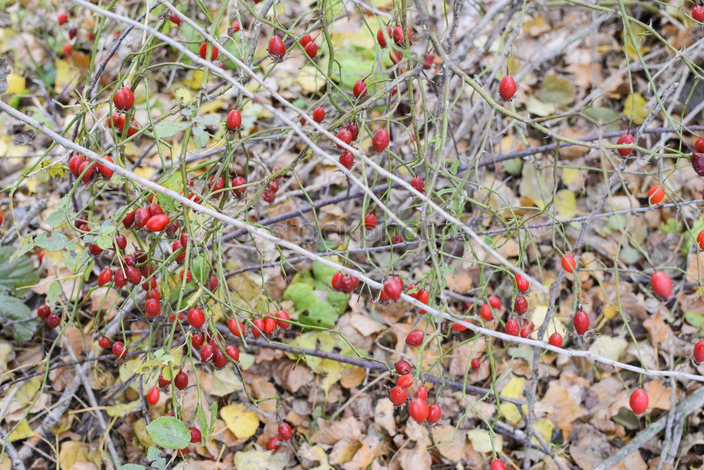 Similar – Image, Stock Photo always green Nature Plant
