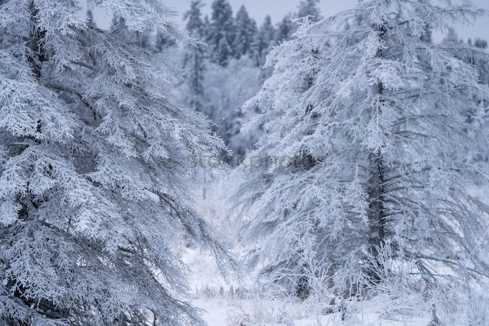 Similar – Image, Stock Photo Merry Christmas! Wintry fir trees rise into a sky with clouds. Right in the middle is a blue hole