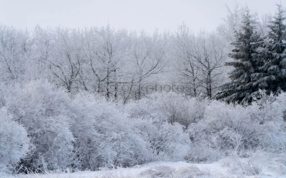 Similar – Image, Stock Photo picture-book winter