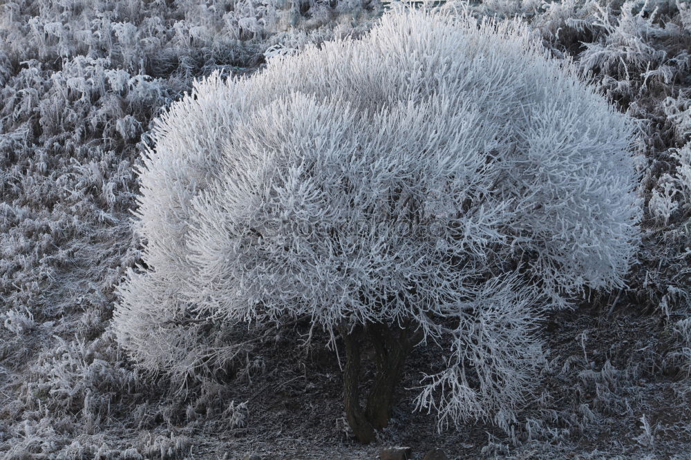 Image, Stock Photo Fir tree from above Tree