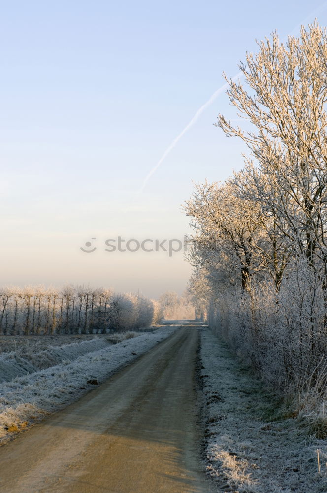 Image, Stock Photo hoar frost Tree Hoar frost