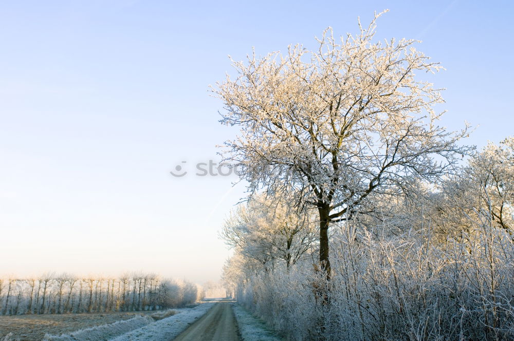 Similar – Foto Bild Winterapfel Apfel Eis