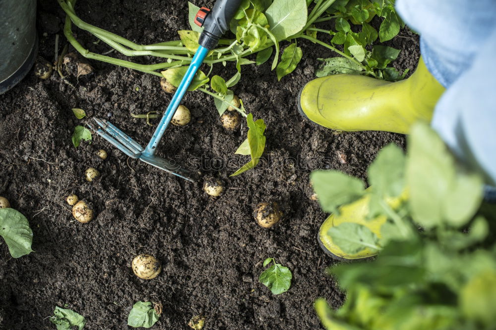 Image, Stock Photo Hoeing potatoes Summer