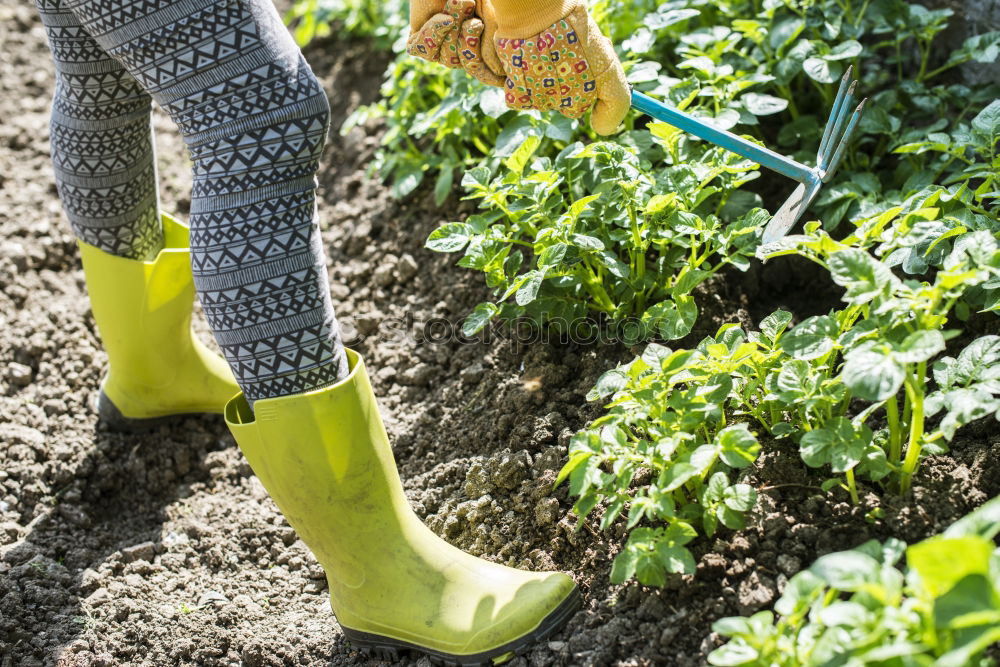 Image, Stock Photo Hoeing potatoes Summer