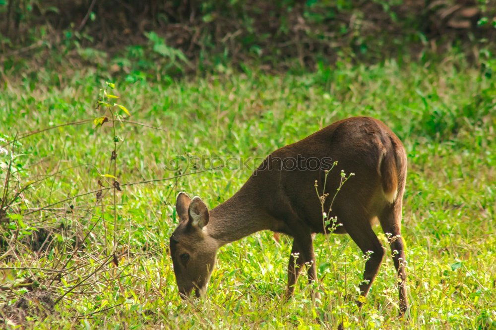 Similar – a red deer in the green meadow