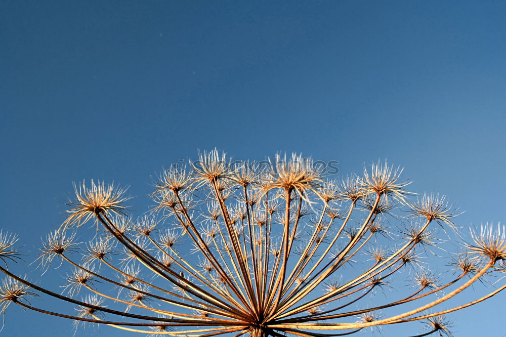 Strubelpeter Blume Pflanze